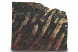 Proterozoic Stromatolite (Collenia) End-Cut - Minnesota #299963-1